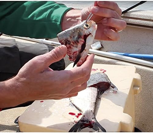 דר תמנון מעגל מעגל דיג דיג פיתיון חי פיתיון סטיילס חדים בקיזוז גלישה דיג שפמנון בס קרפ